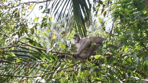 Koala Bear 스톡 동영상 246022462