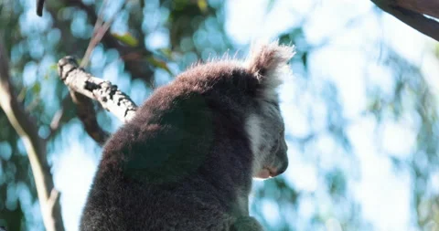 Koala Bear grooming in a Eucalyptus tree. Wildlife Kangaroo Island near Adelaide Stock Footage 160747243