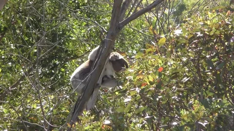 Koala bear up gum tree eating Stock Footage 70717302