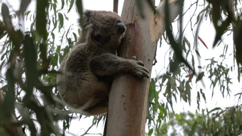 Koala bear in gum tree scratching his head Stock Footage