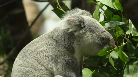 A koala bear head close up  Stock Footage 296548185