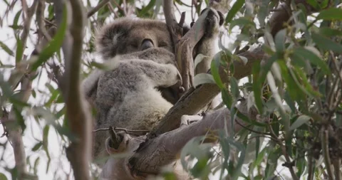 Koala Bear Holding Tree Trunk Stockbeeldmateriaal 330159962