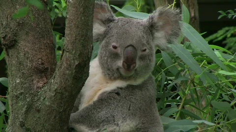 Koala Bear Looking Around Stock Footage 640912