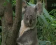 Koala Bear Looking Around SD Footage