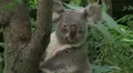 Koala Bear Looking Around HD Footage