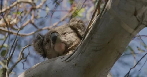 Koala Bear Looking down from tree Vídeos de archivo 330170053
