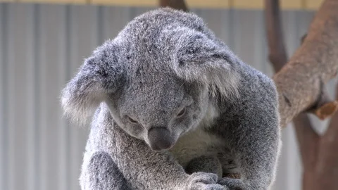 Koala Bear Looks Around In Tree Stock Footage 101617192