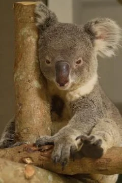 Koala bear Stock Photos
