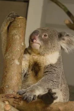 Koala bear Stock Photos