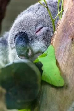 Koala bear Stock Photos