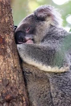 Koala bear Stock Photos