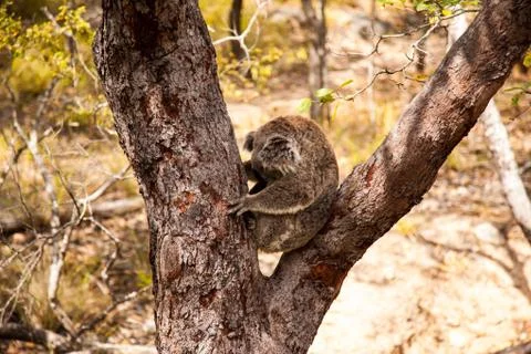 Koala Bear Stock Photos