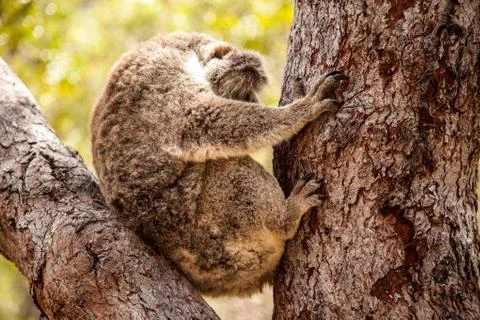 Koala Bear Stock Photos