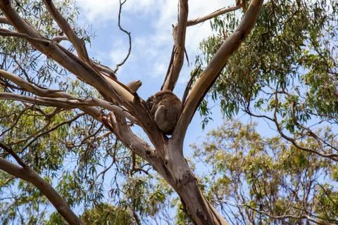 Koala Bear Stock Photos