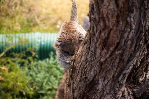 Koala Bear Stock Photos
