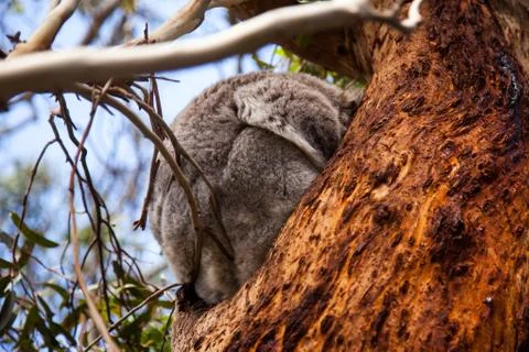 Koala Bear Stock Photos