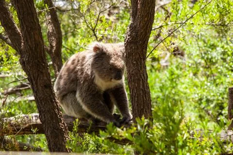 Koala Bear Stock Photos