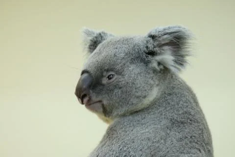 Koala Bear 库存照片