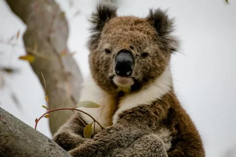 Koala bear Stock Photos