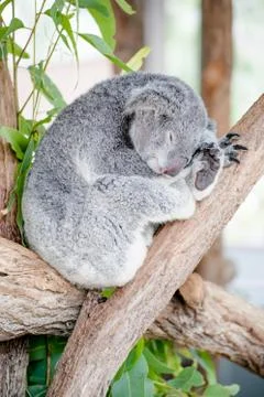 Koala bear Stock Photos