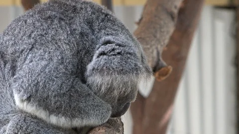 Koala Bear Profile Shot In Tree Stock Footage 101617446