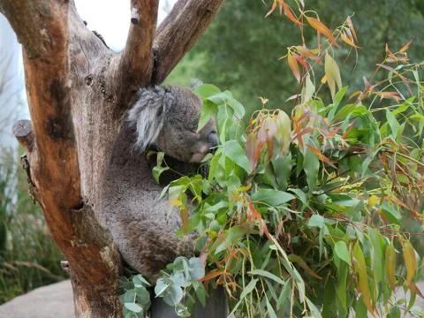 Koala bear resting on the tree Stock Photos