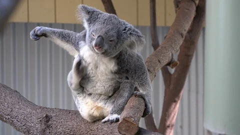 Koala Bear Scratches Under Arm In Tree Stock Footage 101618682