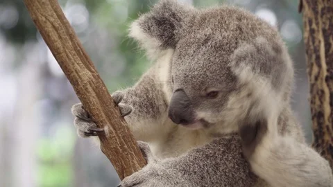 Koala bear scratching his head Vídeo Stock 94183246