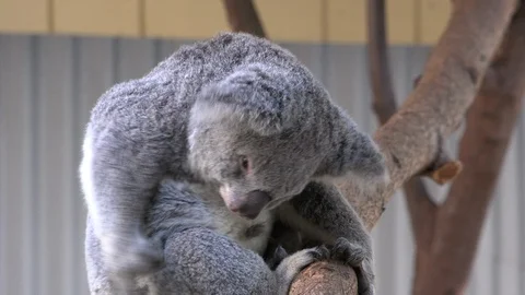 Koala Bear Scratching In Tree Stock Footage 101619845