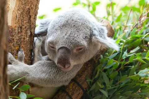 Koala a bear sits on a branch of a tree Fotos Stock