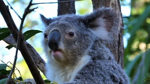 A koala bear sits in a eucalyptus tree in Australia. Vídeos de archivo 92746084