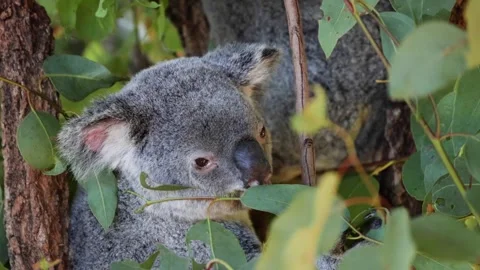 Koala bear sitting in eucalyptus tree and chewing leaves in Australian wild.. Vídeos de archivo 333492963