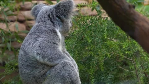 A koala bear is sitting Stock Footage 266847718