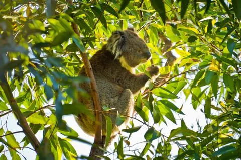 Koala bear sitting in leafy eucalyptus tree Stock Photos
