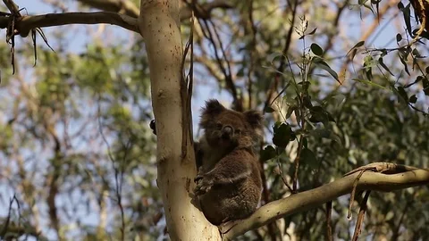 Koala bear sitting on a tree 스톡 동영상 72156961