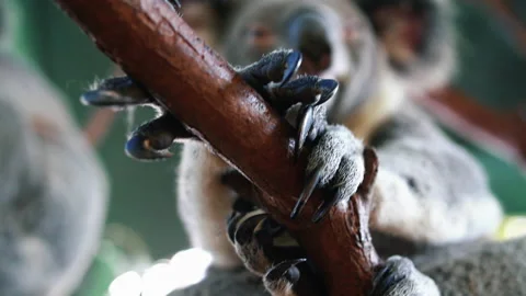 Koala Bear Sitting On A Tree Grasping A Branch With Its Claws - low angle, Video stock 146151315