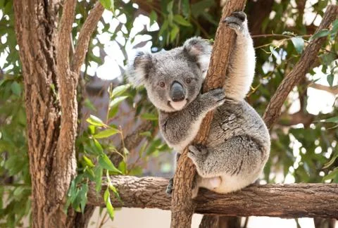 Koala Bear sitting in a tree looking forward Stock Photos