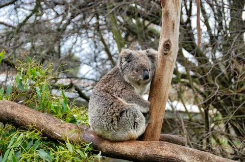 A koala bear is sitting on the tree Stock Photos