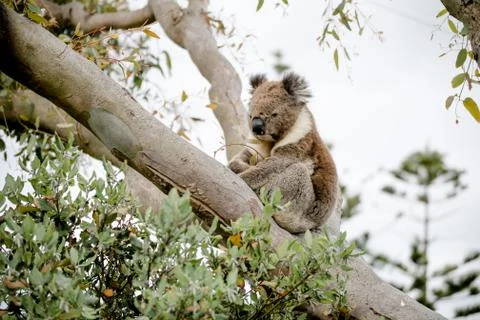 Koala bear sitting on a tree Stock Photos