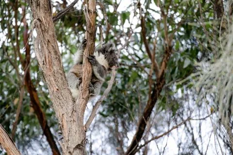 Koala bear sitting on a tree Stock Photos