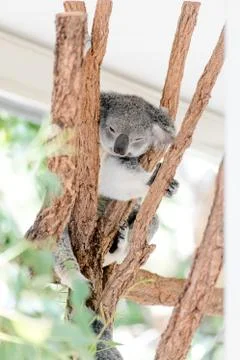 Koala bear sitting on a tree Stock Photos