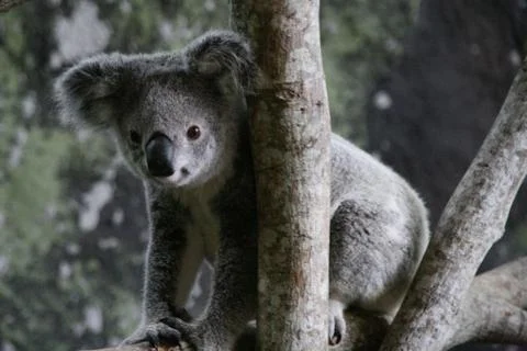 Koala bear sitting in a tree, Queensland, Australia Stock Photos