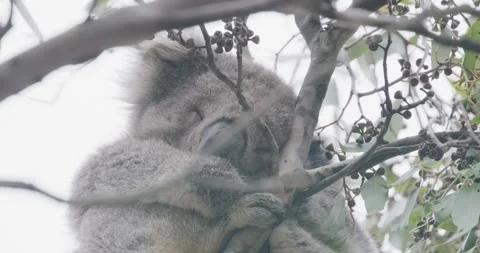 Koala Bear Sleeping On Branch, Close Up, 8K Видео 334012717
