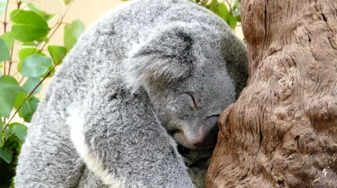 Koala bear sleeping Stock Footage 55866604
