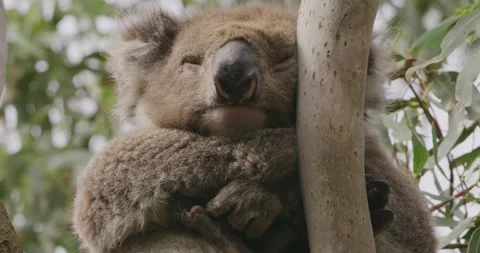 Koala Bear Sleeping on Gum Tree Branch, Close Up Stock Footage 330163013