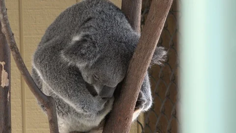 Koala Bear Sleeping In Tree Stock Footage 101620759