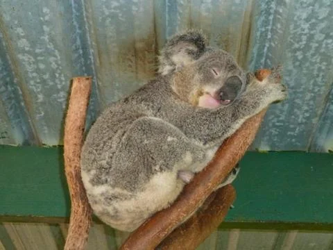 A koala bear is sleeping in the tree Stock Photos