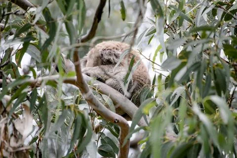 Koala bear sleeping on a tree Stock Photos