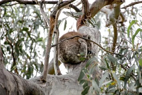 Koala bear sleeping on a tree Stock Photos