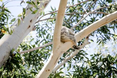 Koala bear sleeping on a tree Foto stock